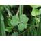 #Clover_