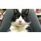 ピヨピヨの猫