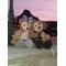 ＊Ｄuffy×Ｂear＊