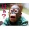 みんなで協力だ[A:F3F1]