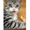 ねこまっしぐら